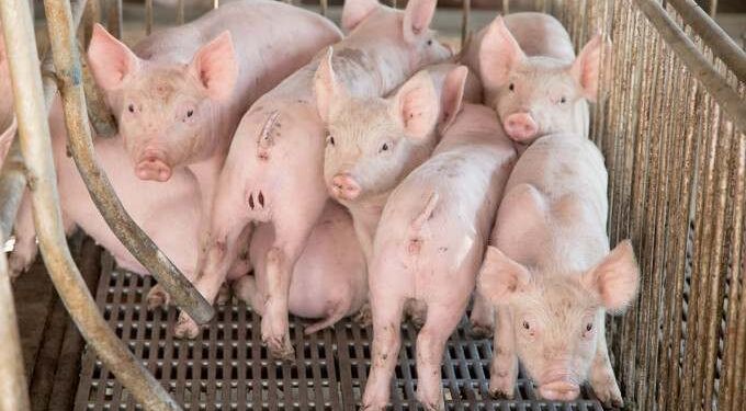 EU Parliament Overwhelmingly Votes to End Caged Animal Farming
