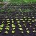 We Need to Radically Re-Imagine Our Food System. Here’s How.