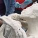 Potential Alien Body Unearthed In Nazca, Peru. A Species Unlike Anything Found In the Fossil Record?