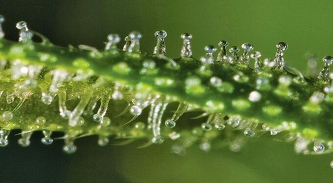 5 Foods With The Same Beneficial Cannabinoids As Found In Cannabis