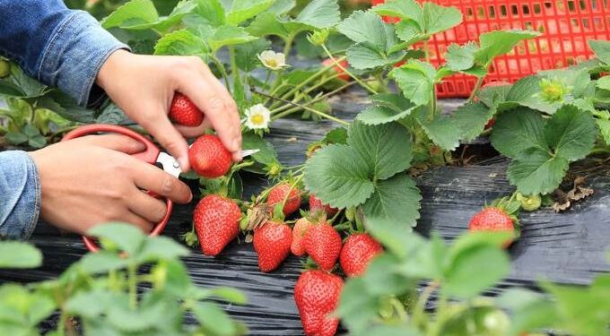 How to Grow Strawberries
