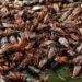 Dr. Mercola: Eating Crickets Could Be Good For Your Gut