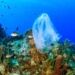 Single-use Plastics Ban Approved by European Parliament