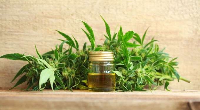 Using CBD To Manage Short and Long-Term Side Effects of High-THC Cannabis