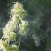 Pollen Is Getting Worse, but You Can Make Things Better With These Tips From an Allergist