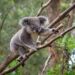 World Wildlife Fund Warns Australia That Deforestation Would Lead To The Extinction of Koalas By 2050