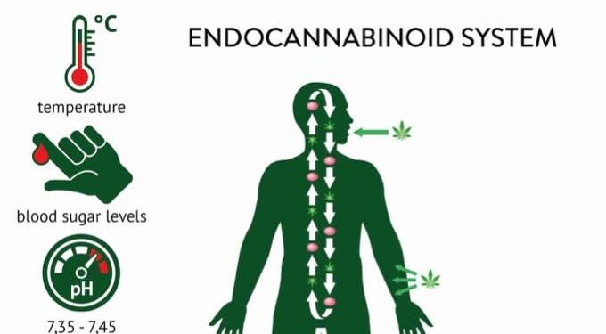 The Endocannabinoid System: Everything You Need to Know