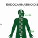 The Endocannabinoid System: Everything You Need to Know