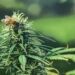 Study Shows Growing Hemp Is a Powerful Tool To Fight Bee Population Decline