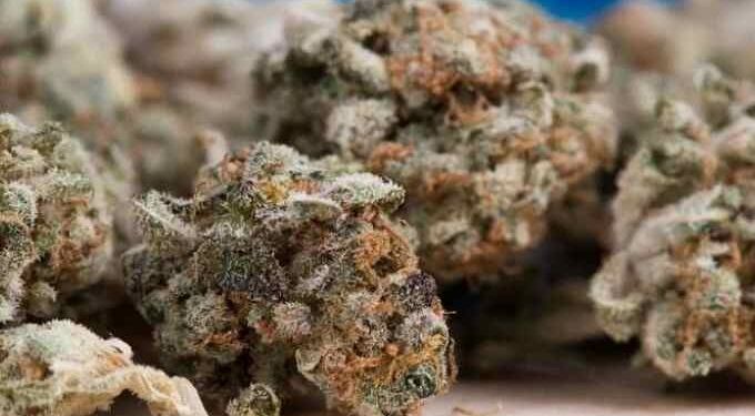 Cannabis Can Relieve Pain 30 Times Better Than Aspirin, New Study Finds