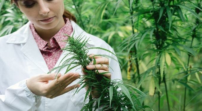 Study Confirms Cannabis Oil Can Reduce Or Eliminate Epileptic Seizures In Kids