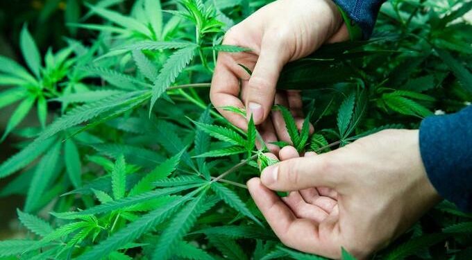 Cannabis Provides Strong Pain Relief