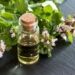 Oregano Oil Benefits Immune System and Fights Infection