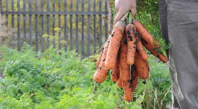 Can Carrots Help Combat COVID?