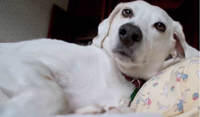 Benefits of Using the Right Abbotsford Vet Hospital and Veterinary Clinic