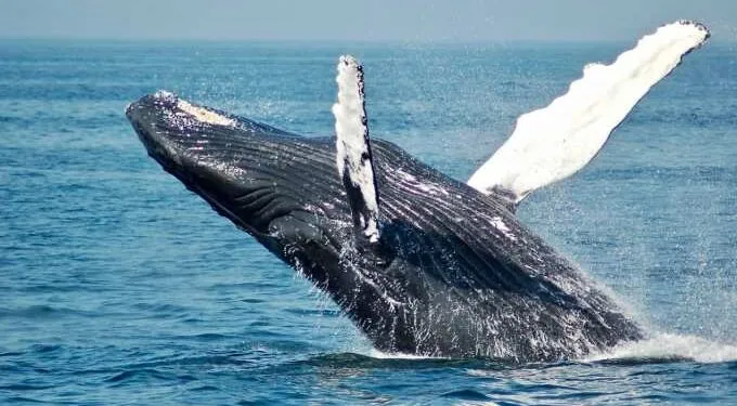 Blue Whales Return to Spain’s Coast After Disappearing for 40 Years