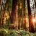 How Ancient Trees Created America