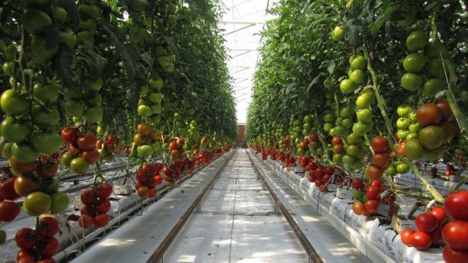 Solar Panel Farm Yields 17,000 Tons Of Food Annually In The Worst Climates