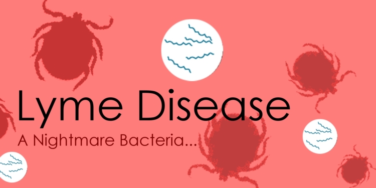 Lyme Disease: What They’re Not Telling You
