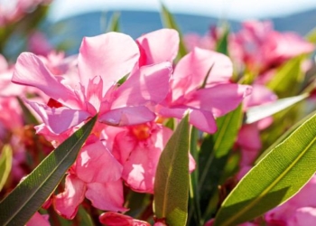 Oleander Extract: Traditional Turkish Remedy Successfully Fights Cancer