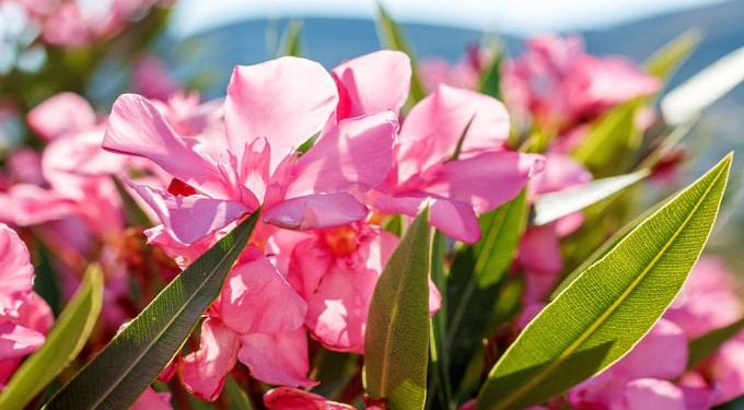 Oleander Extract: Traditional Turkish Remedy Successfully Fights Cancer