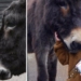 Mute Girl Befriends Donkey Then Surprises Everyone By Uttering These Three Words