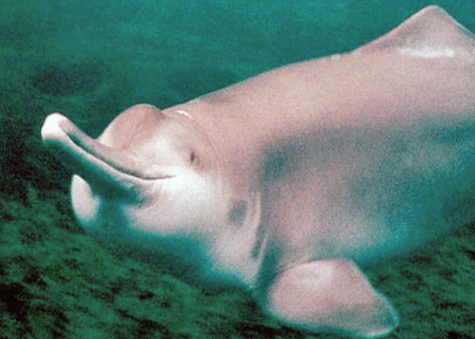 Bringing Animals Back to Life: These 5 Animals Face De-Extinction