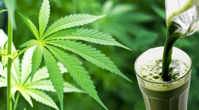 5 Benefits Of Juicing Cannabis You Probably Dont Know About