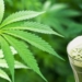 5 Benefits of Juicing Cannabis You Probably Don’t Know About