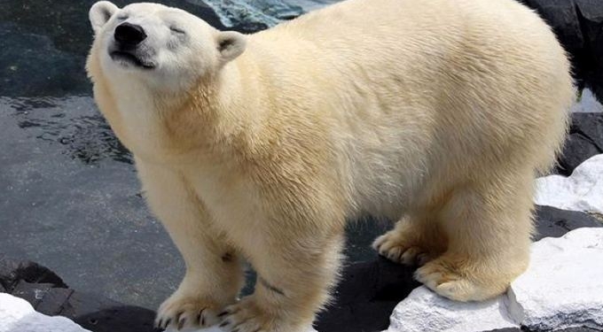 Polar Bear Dies of a “Broken Heart” After SeaWorld Ships Off Her Best Friend of 20 Years