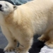 Polar Bear Dies of a “Broken Heart” After SeaWorld Ships Off Her Best Friend of 20 Years