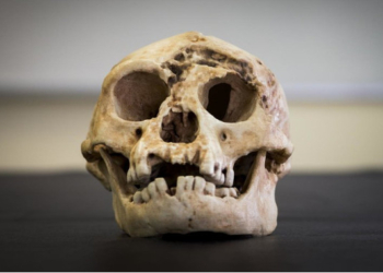 Origins Of Indonesian Hobbits Finally Revealed