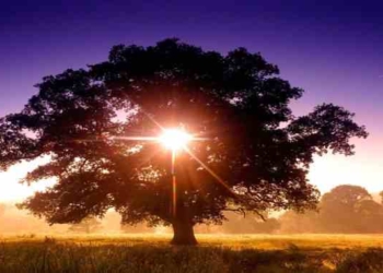 Pruning the Tree of Expectation: How What We See Has Roots in What We’re Looking For