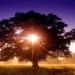 Pruning the Tree of Expectation: How What We See Has Roots in What We’re Looking For