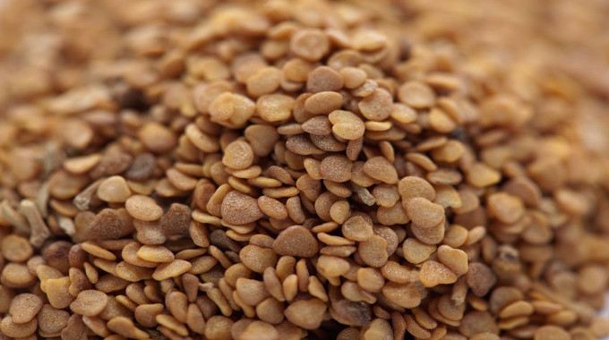 Ashwagandha, A Terrific All-Around Health Tonic, May Improve Your Memory and Cognitive Function