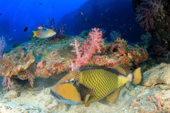 Key Ways You Can Help to Save the World’s Oceans and Marine Life