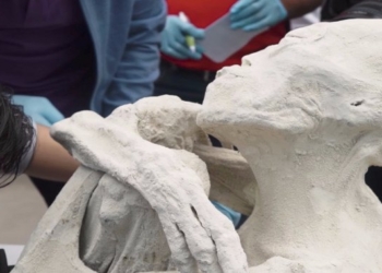 Potential Alien Body Unearthed In Nazca, Peru. A Species Unlike Anything Found In the Fossil Record?