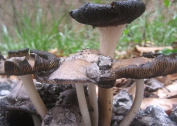 6 Ways Mushrooms Can Save the World — A Short and Powerful Presentation
