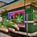 Landmark Study Shows Legal Marijuana Sales Reduce Crime
