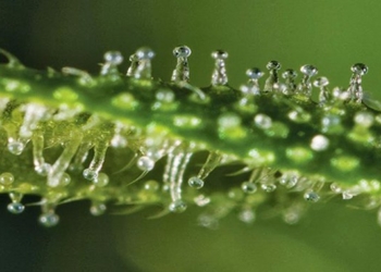 5 Foods With The Same Beneficial Cannabinoids As Found In Cannabis
