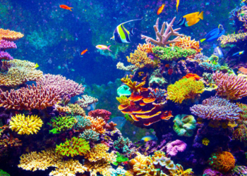 Restoring Coral Reefs Is Possible and Surprisingly Fast