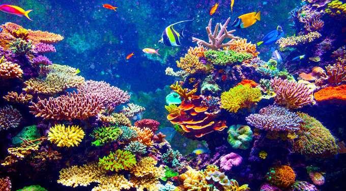Restoring Coral Reefs Is Possible and Surprisingly Fast