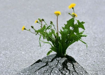 How to Hardwire Resilience into Your Brain