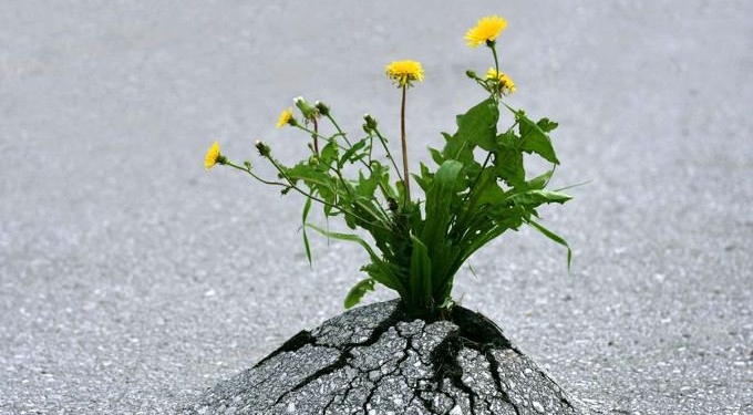 How to Hardwire Resilience into Your Brain