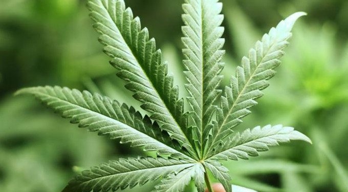 The 10 Most Common Questions About CBD and Hemp