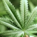 The 10 Most Common Questions About CBD and Hemp