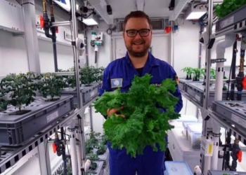 Without Soil or Sunlight, Scientists Harvest First Vegetables in Antarctic Greenhouse