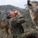 Man Who Was Raised By Wolves For 12 Years Admits He’s Disappointed With Human Life