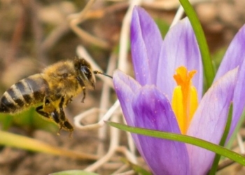 In ‘Huge Win for Pollinators, People, and the Planet,’ EU Bans Bee-Killing Pesticides