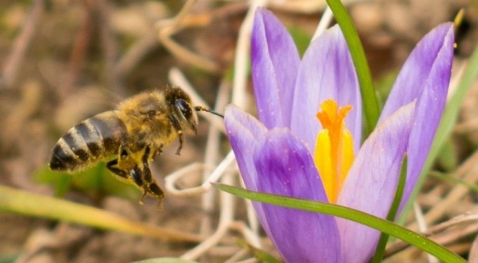 In ‘Huge Win for Pollinators, People, and the Planet,’ EU Bans Bee-Killing Pesticides
